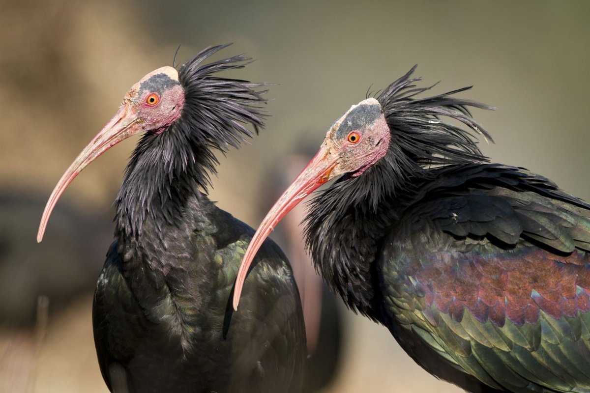 Птица Андский Кондор