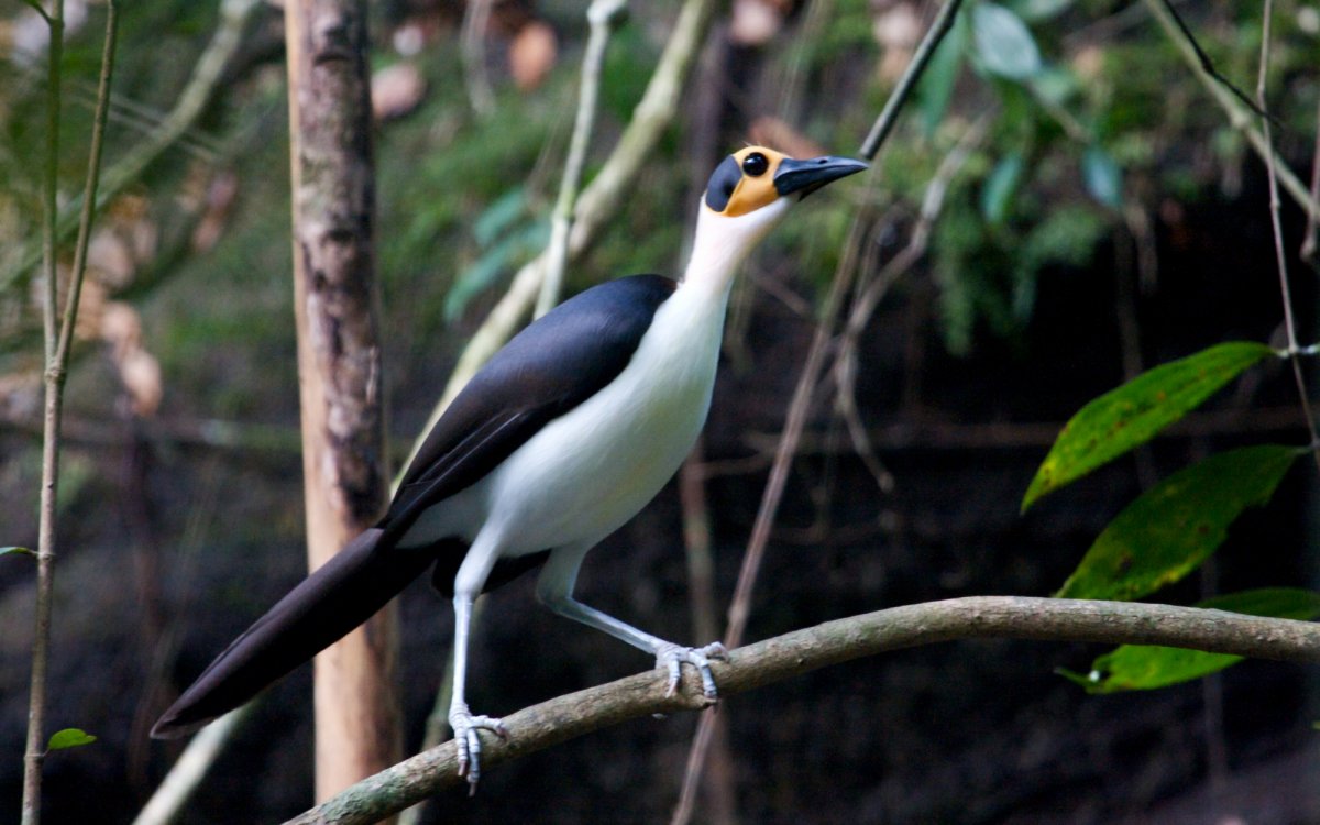 Неизвестные науке птицы