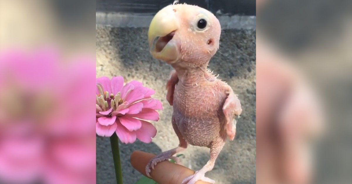 Попугай страшный