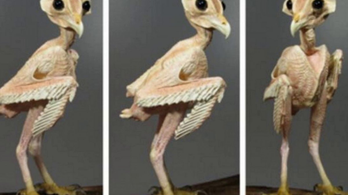 Необычные животные которые вымерли