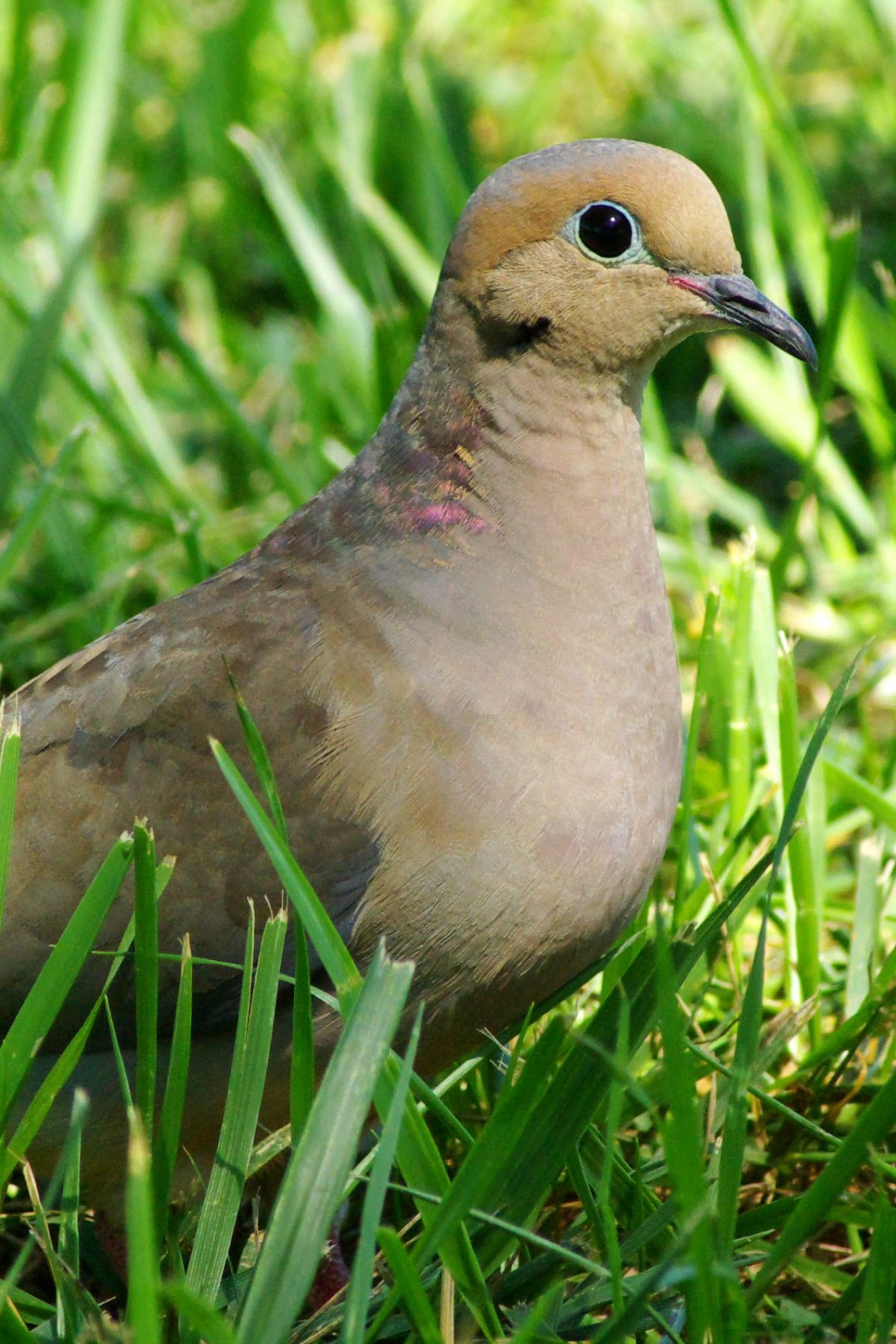 Краснощекий Ибис