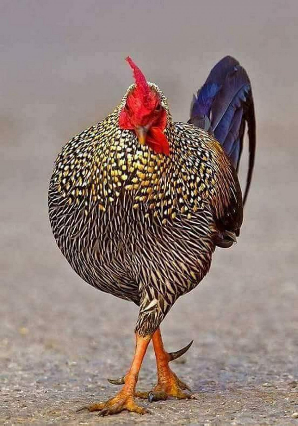 Птица без перьев