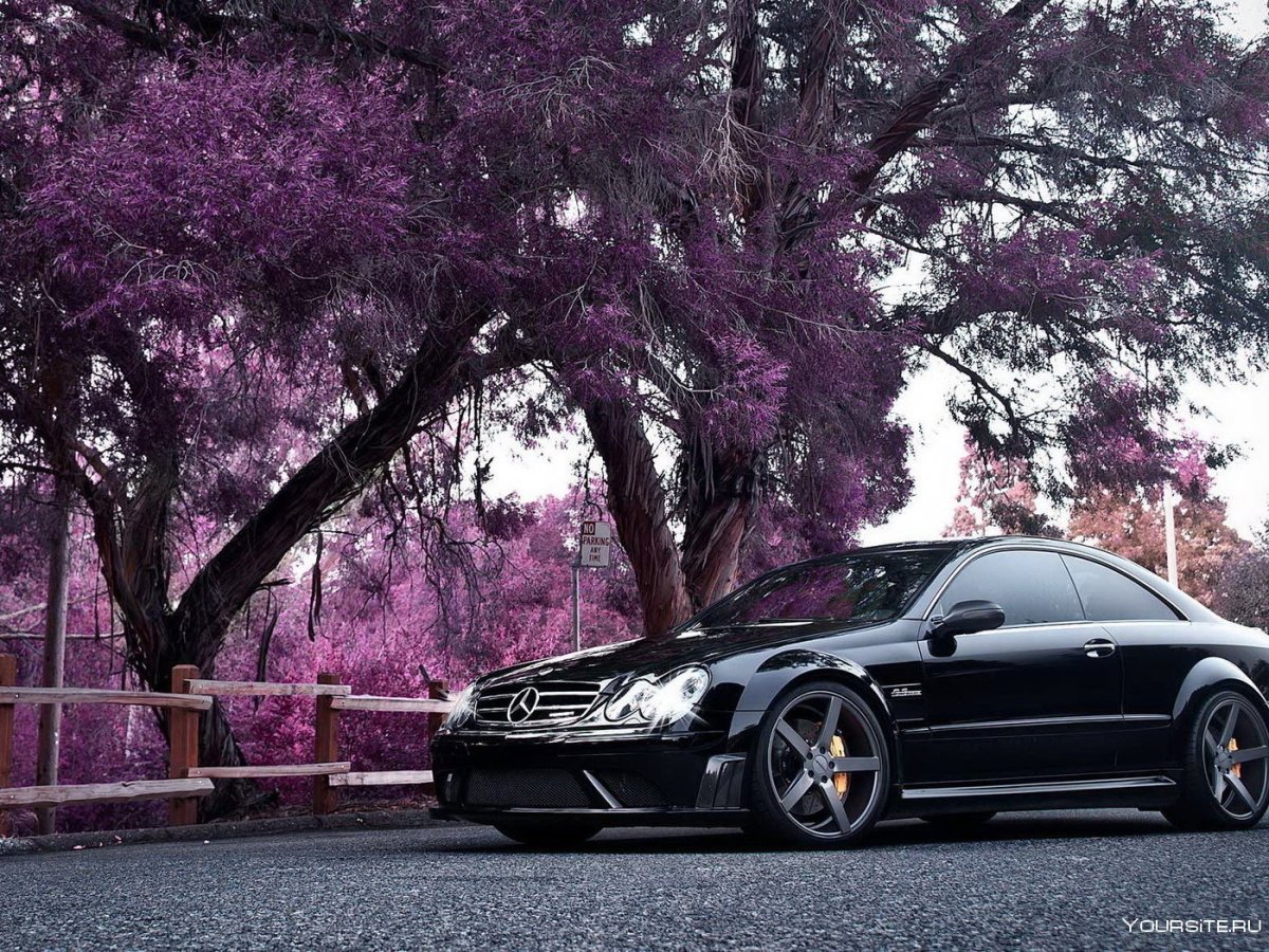 Босодзоку Сильвия с 13