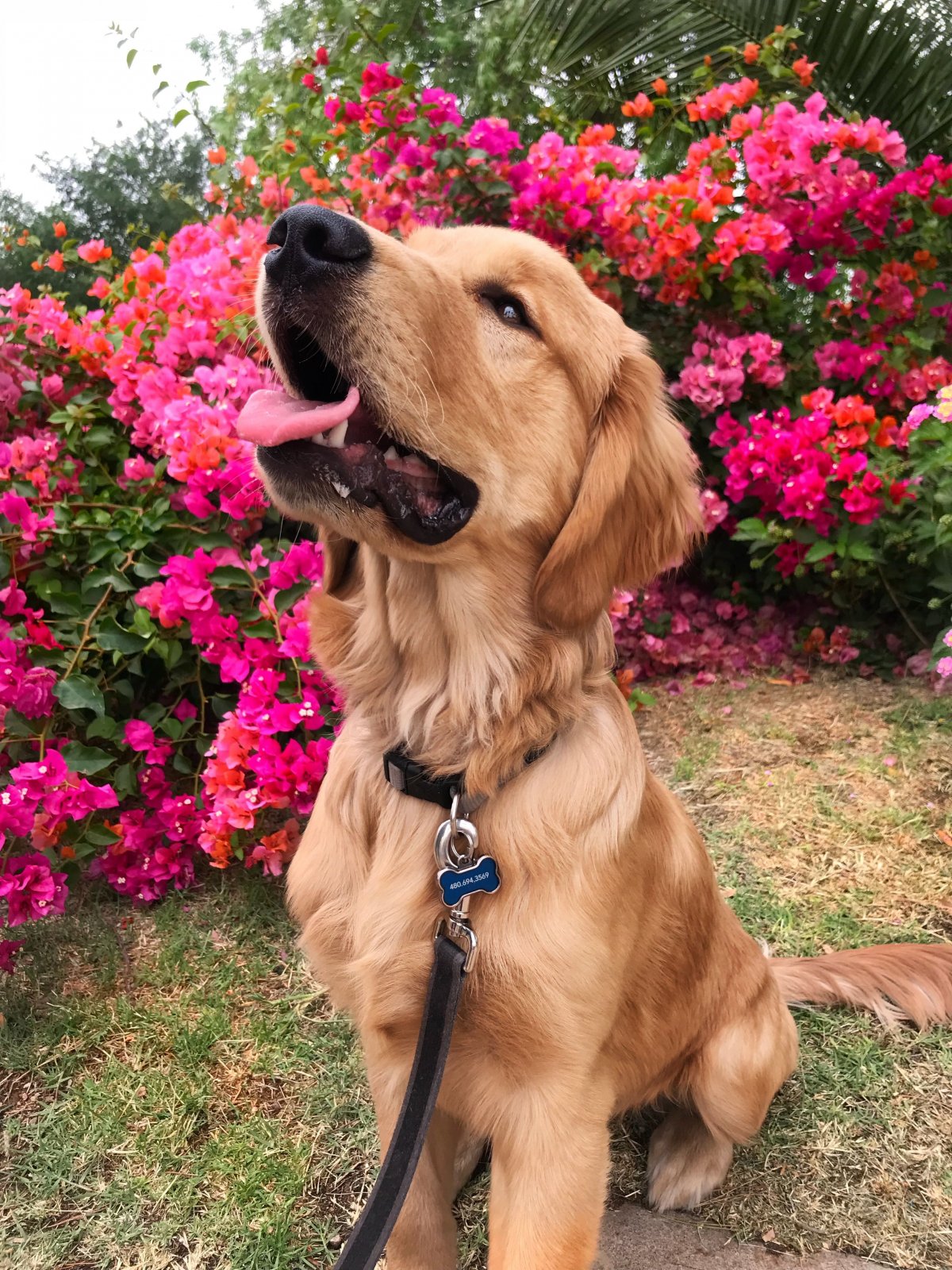 Эстетика щенков