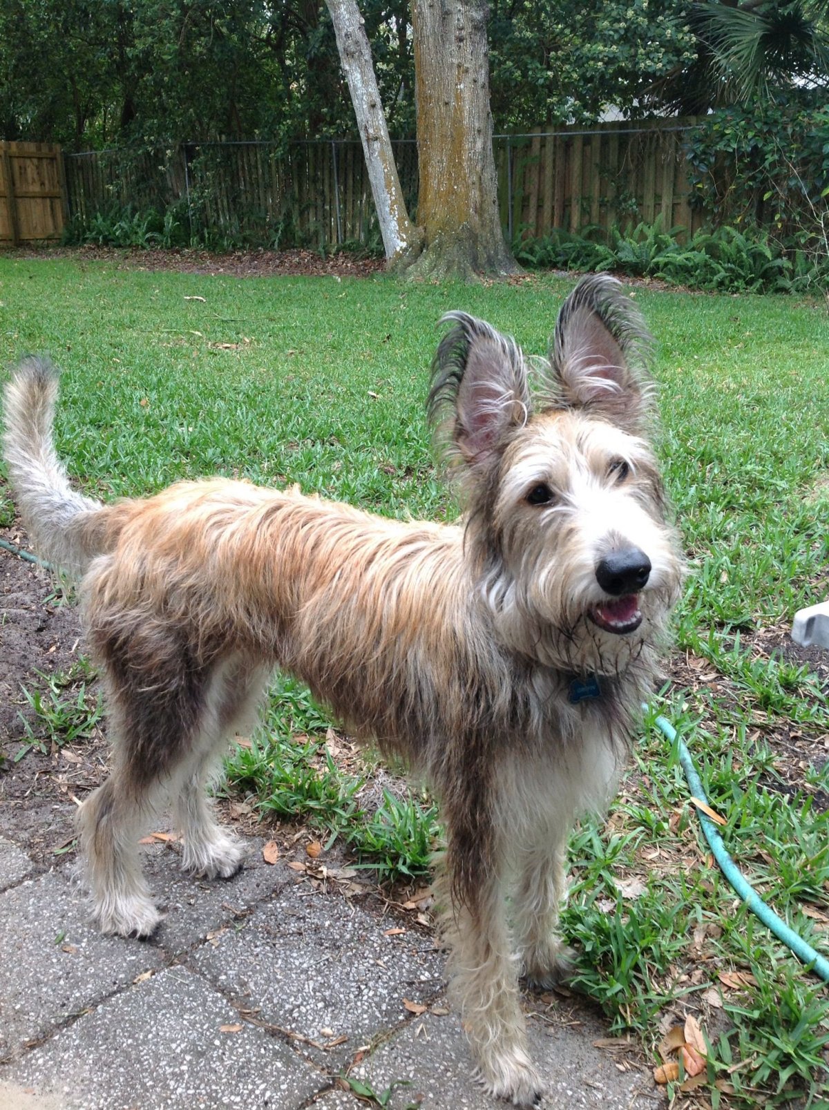 Щенки из пинтереста