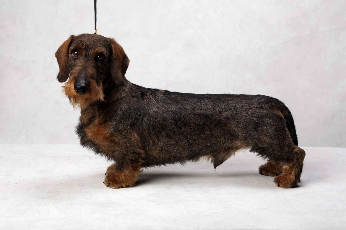 Кавалер Кинг Чарльз спаниель черный