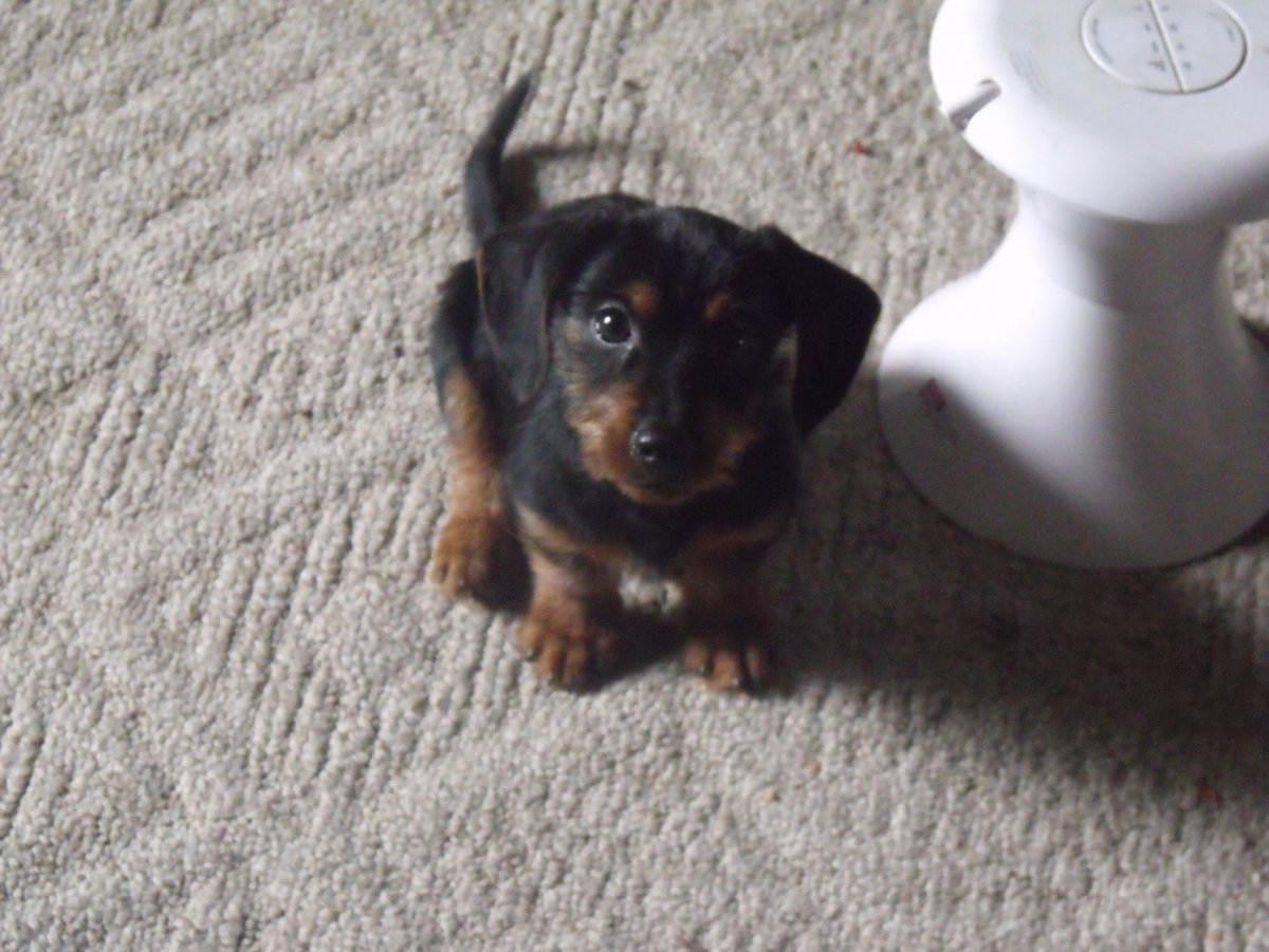 Щенки и собаки