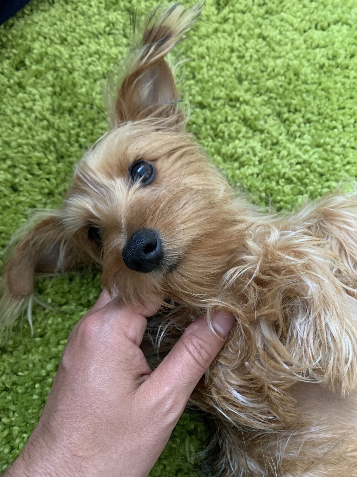 Жесткошерстный Йоркширский терьер