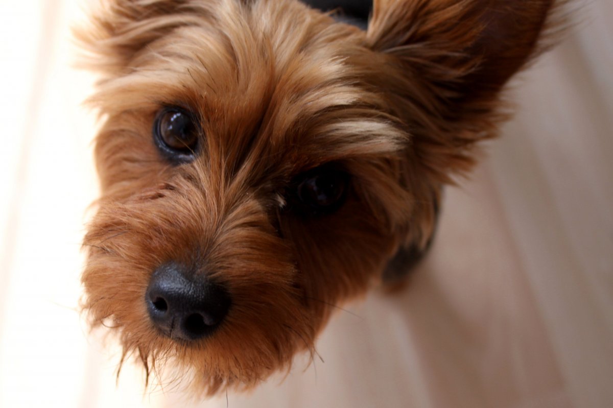 Пинтерест собаки смешные