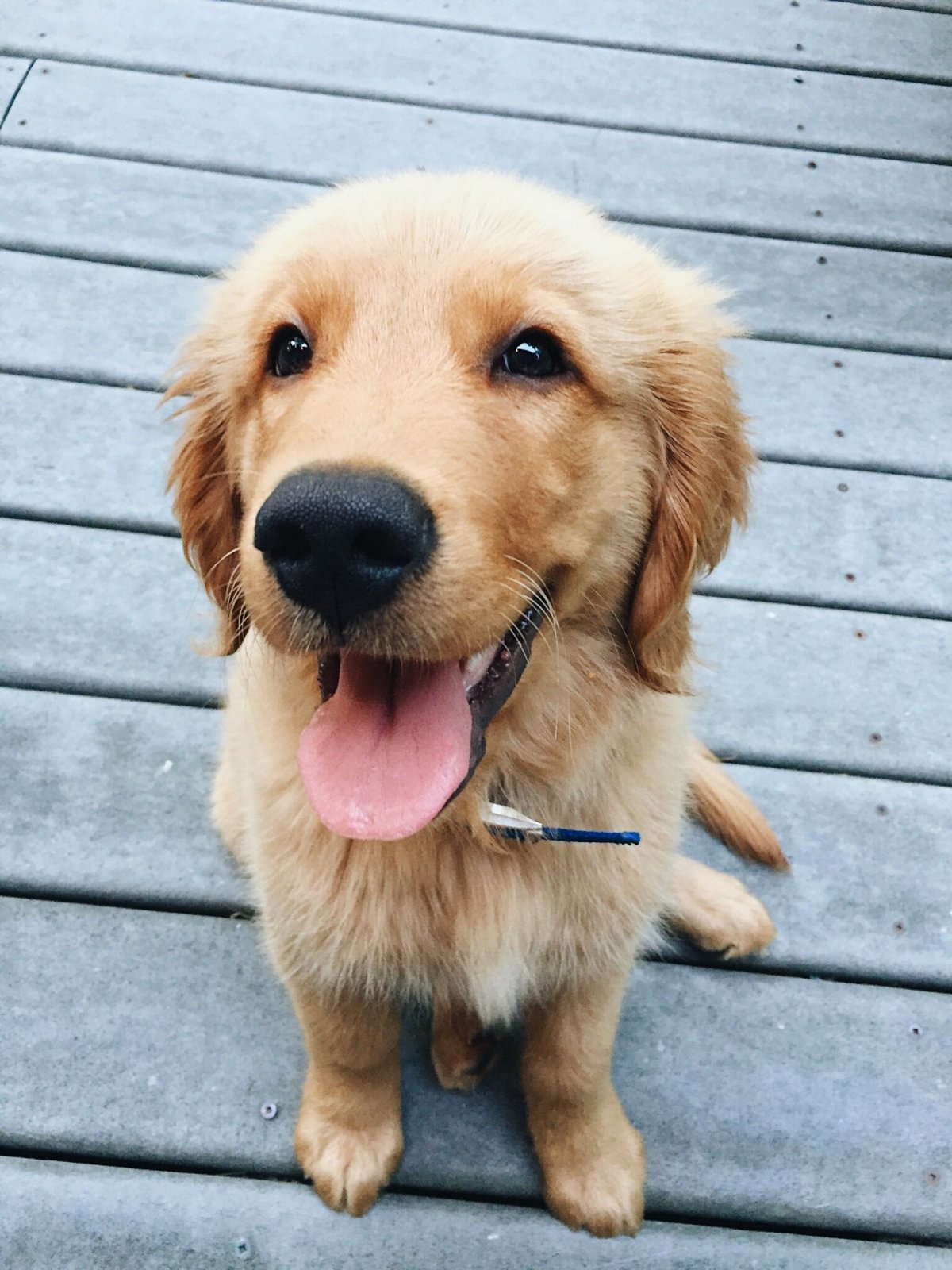 Лабрадор нашкодил