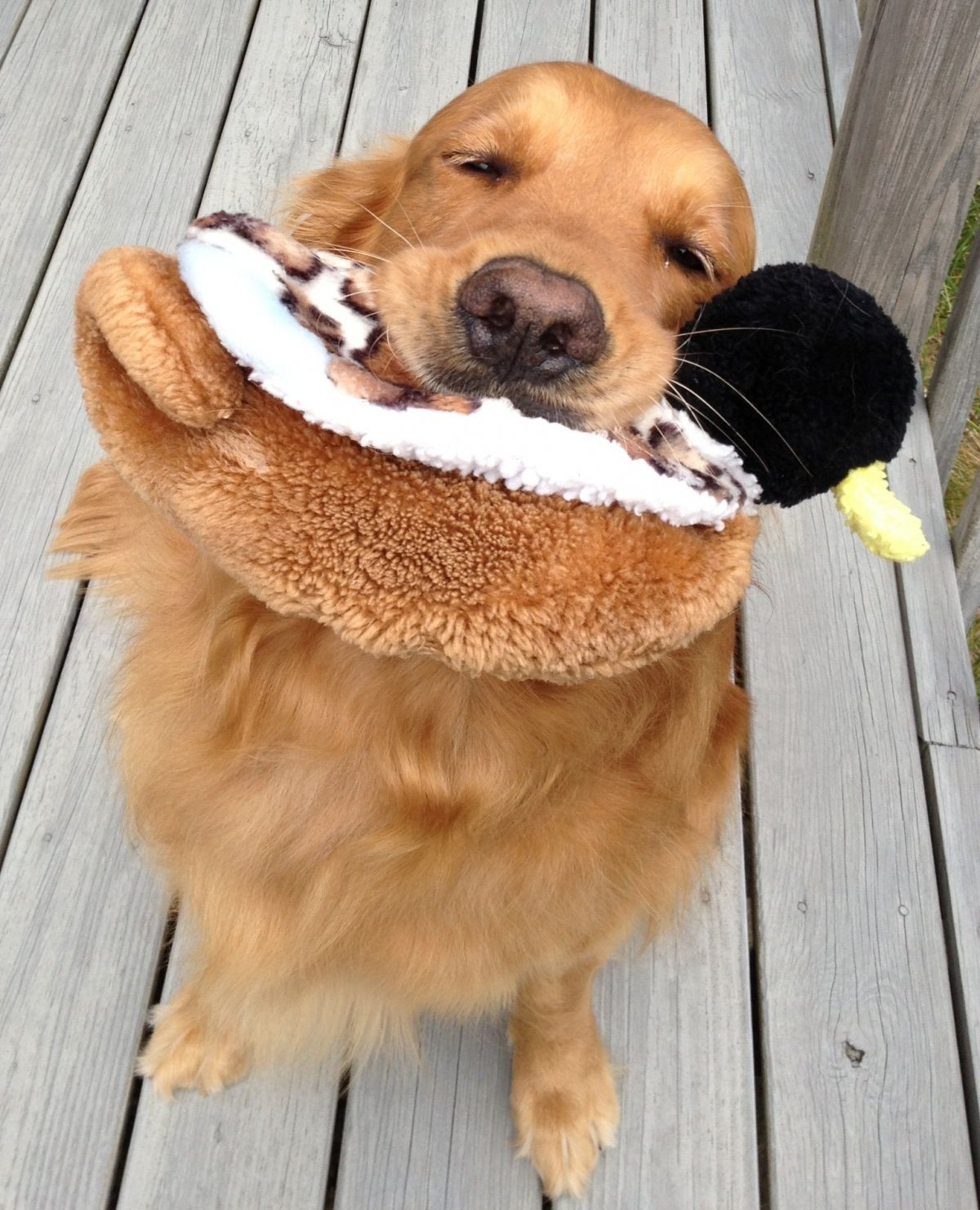 Младший собак