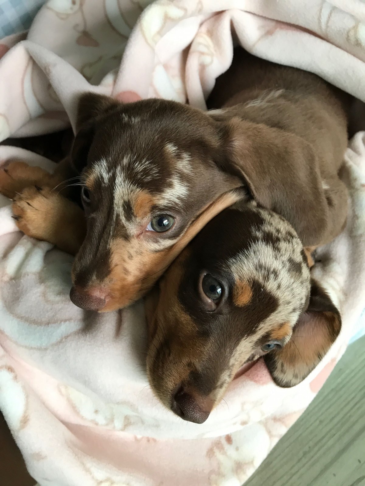 Портрет собаки