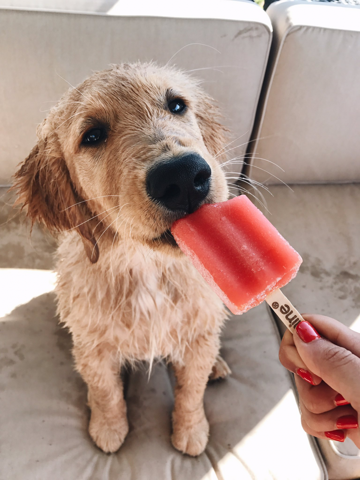 Золотистый ретривер и чихуахуа