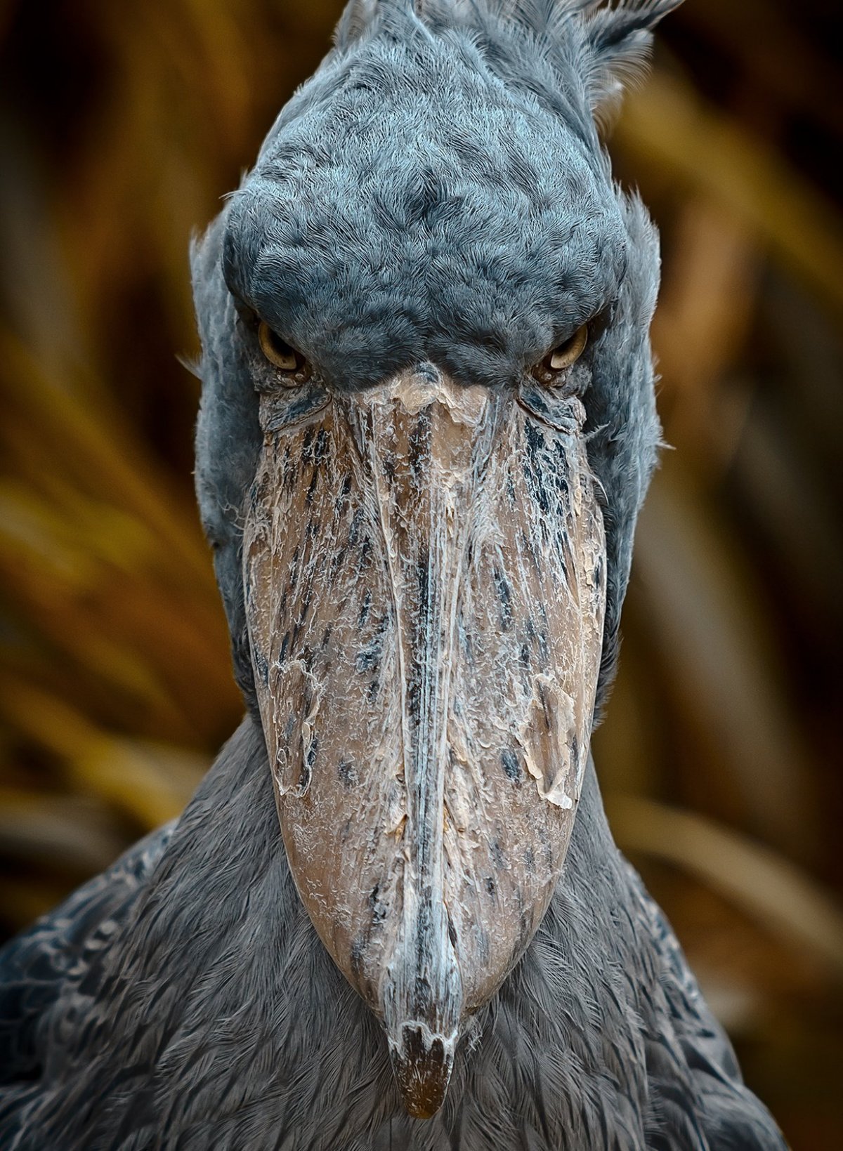 Вязаный китоглав