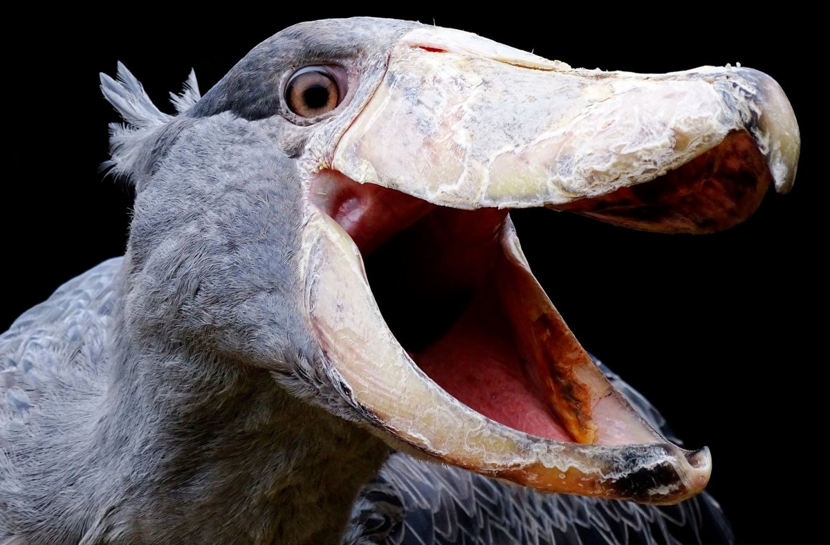 Самые уродливые животные и птицы