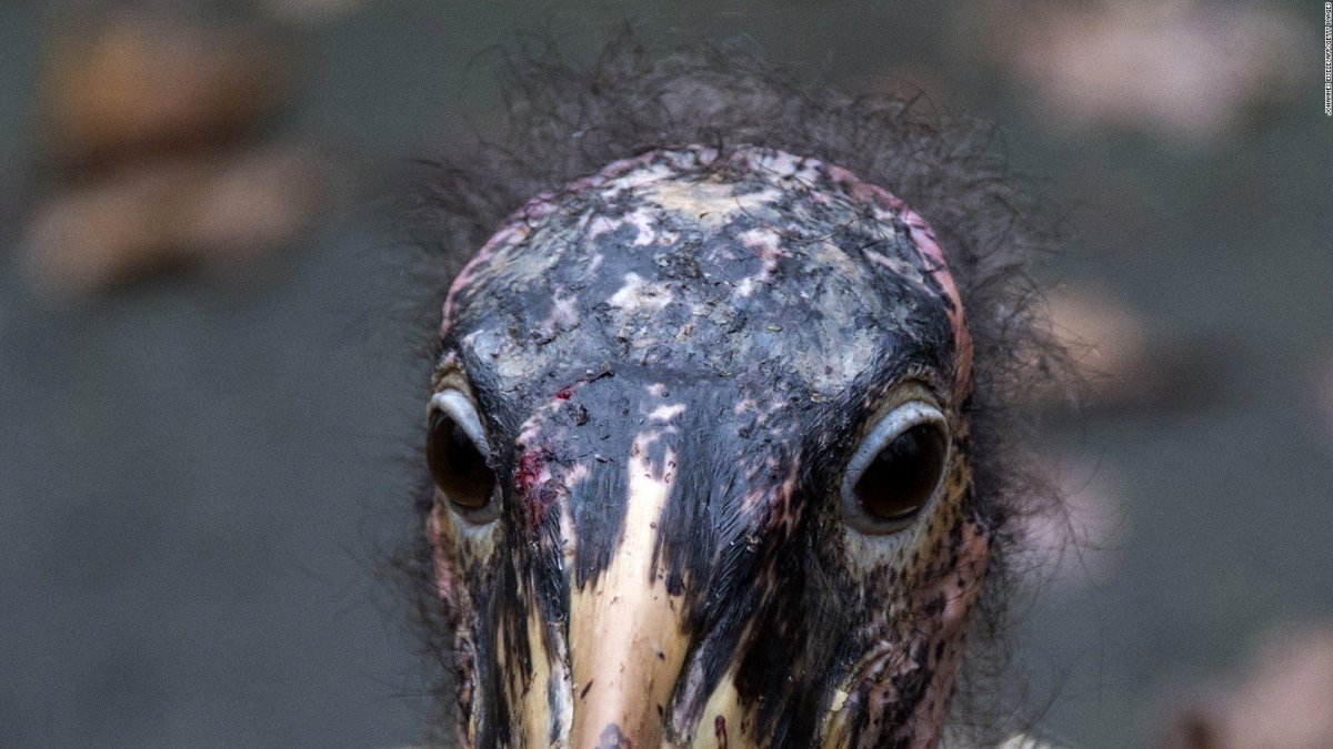 Попугай Гарпия