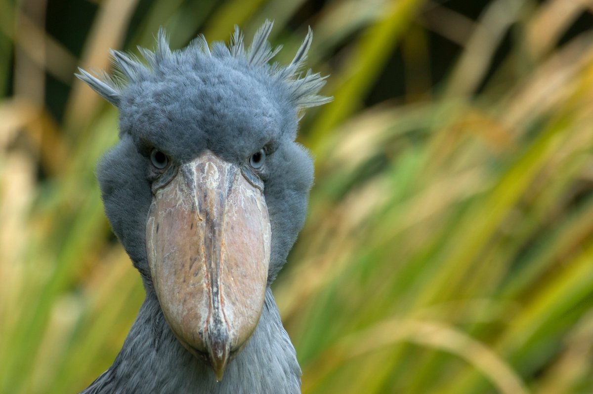 Самая страшная птица казуар