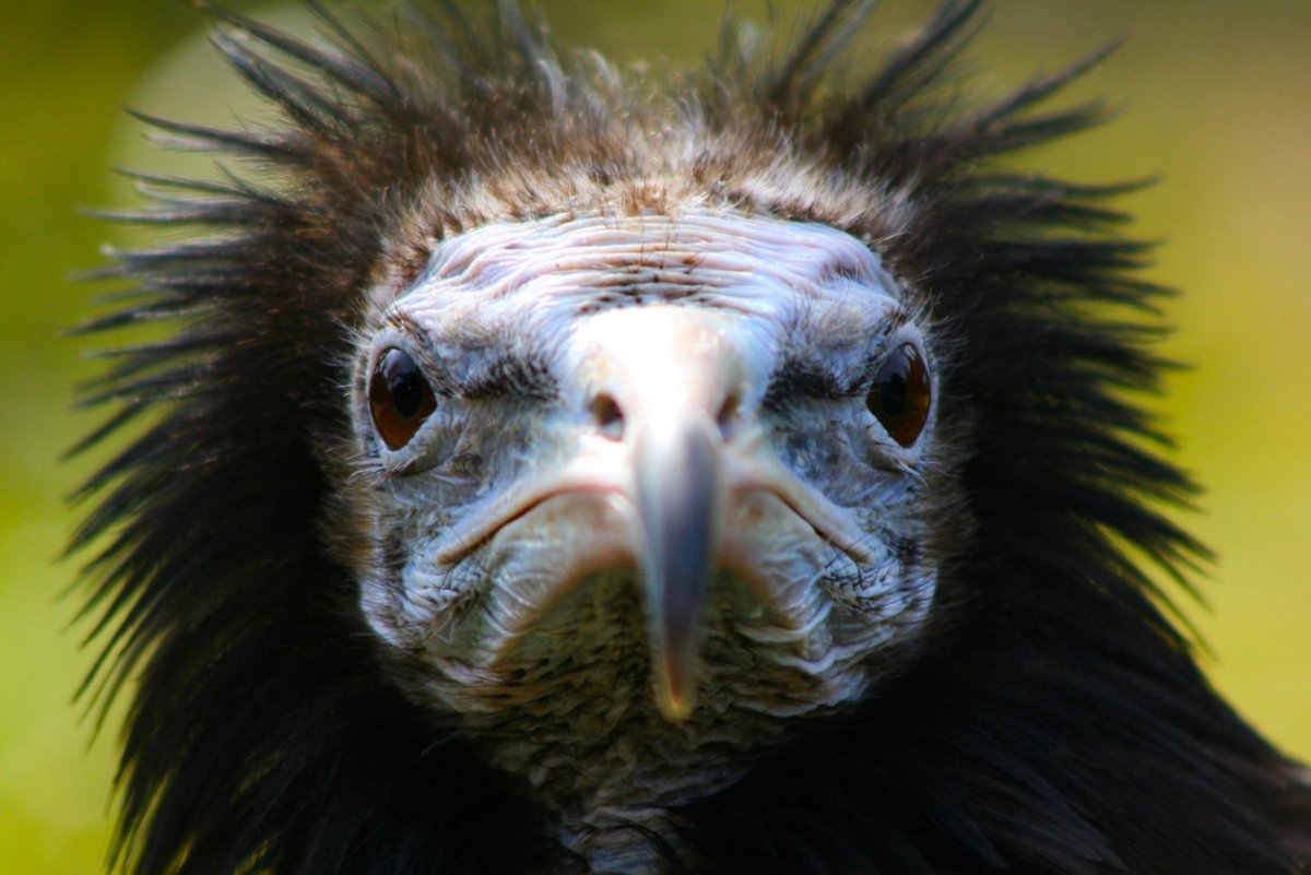 Китоглав динозавр