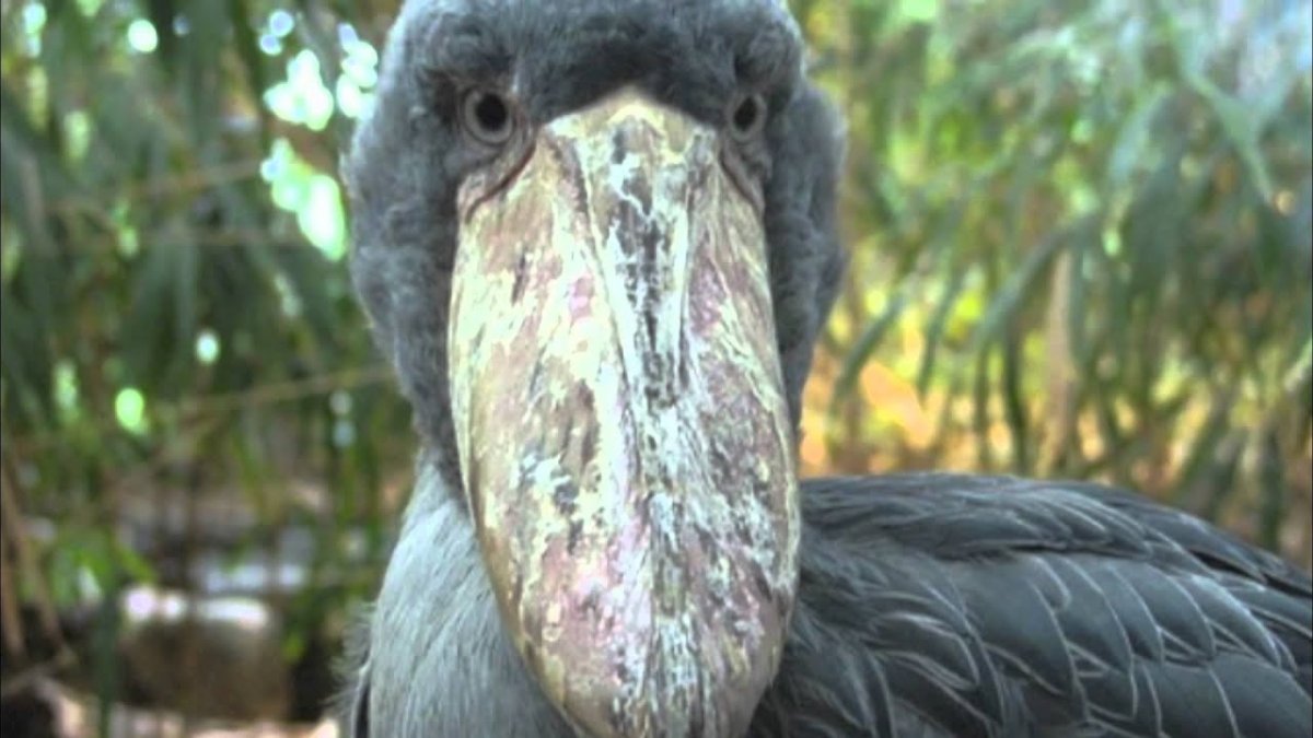 Самая страшная птица