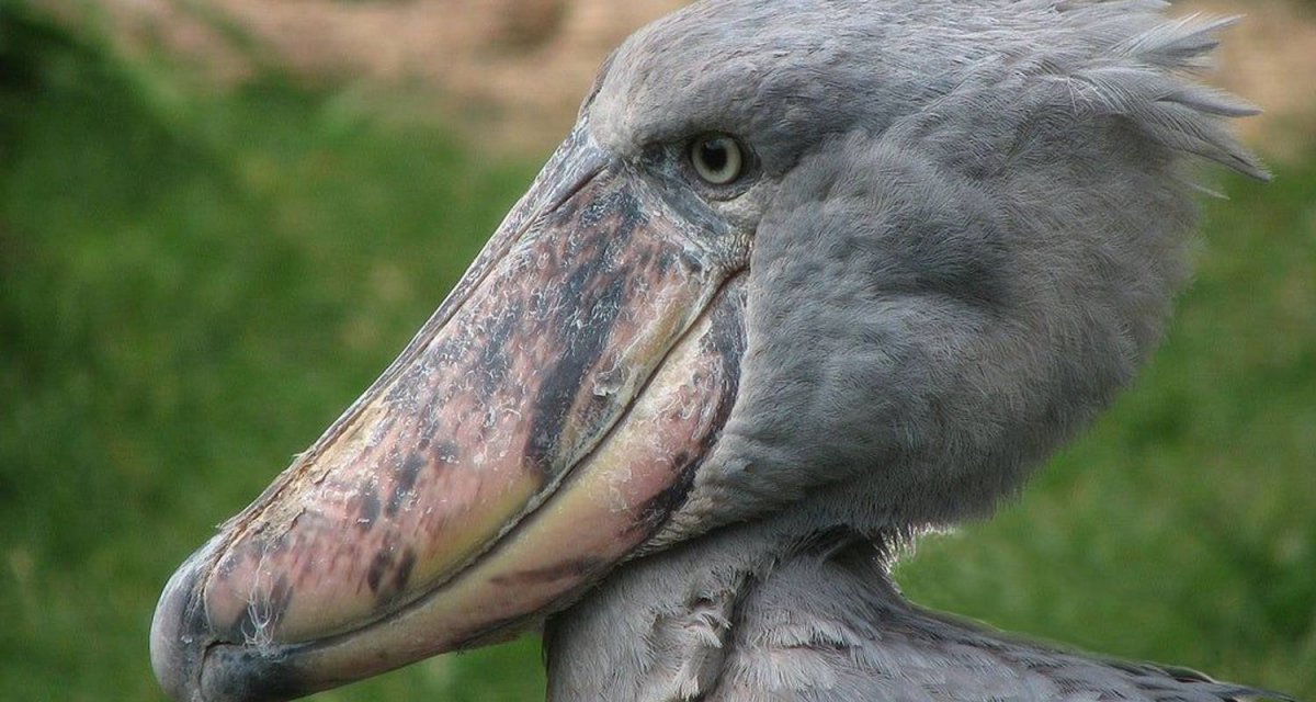 Андский Кондор и калифорнийский Кондор
