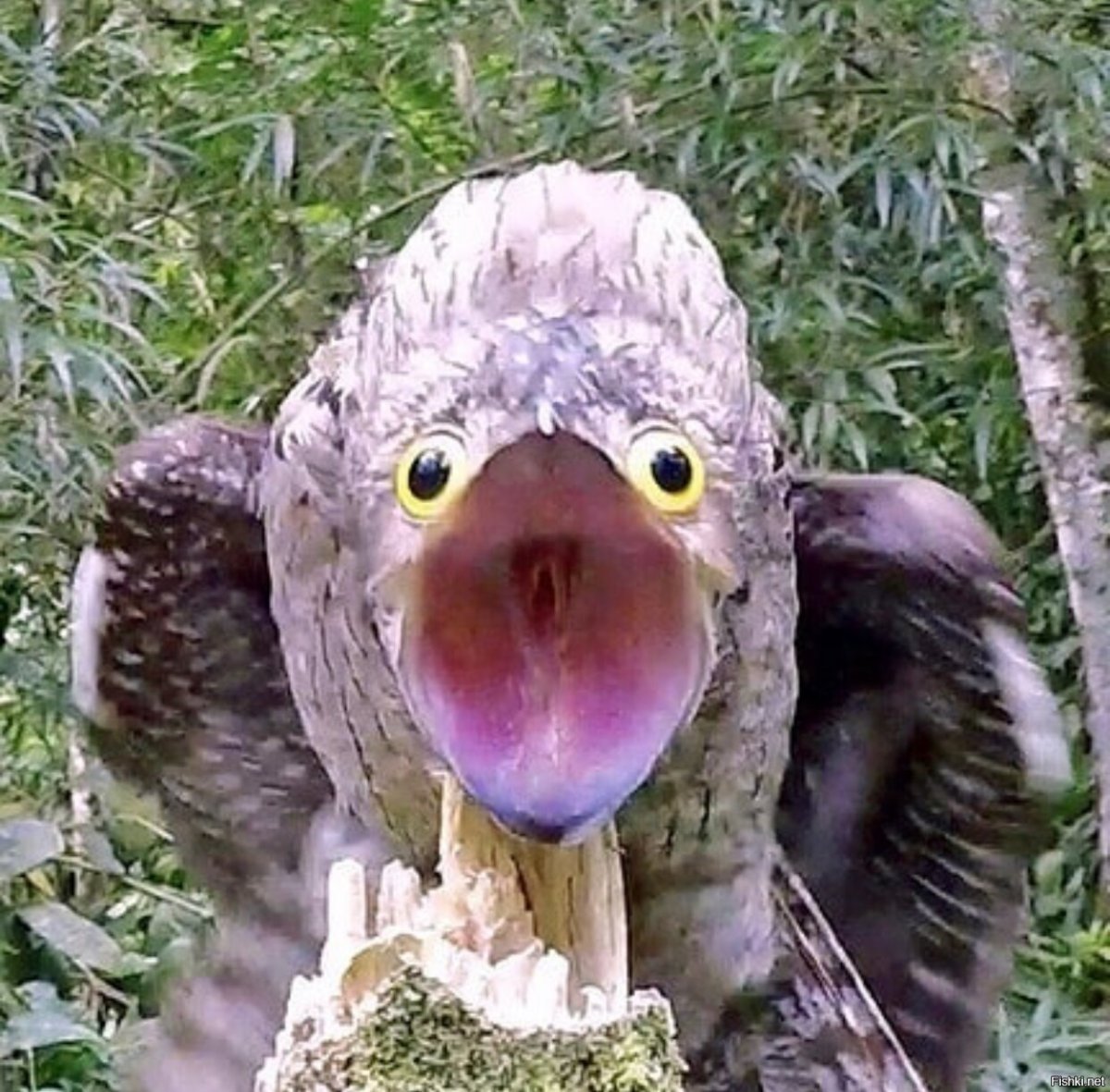 Будапештский короткоклювый голубь