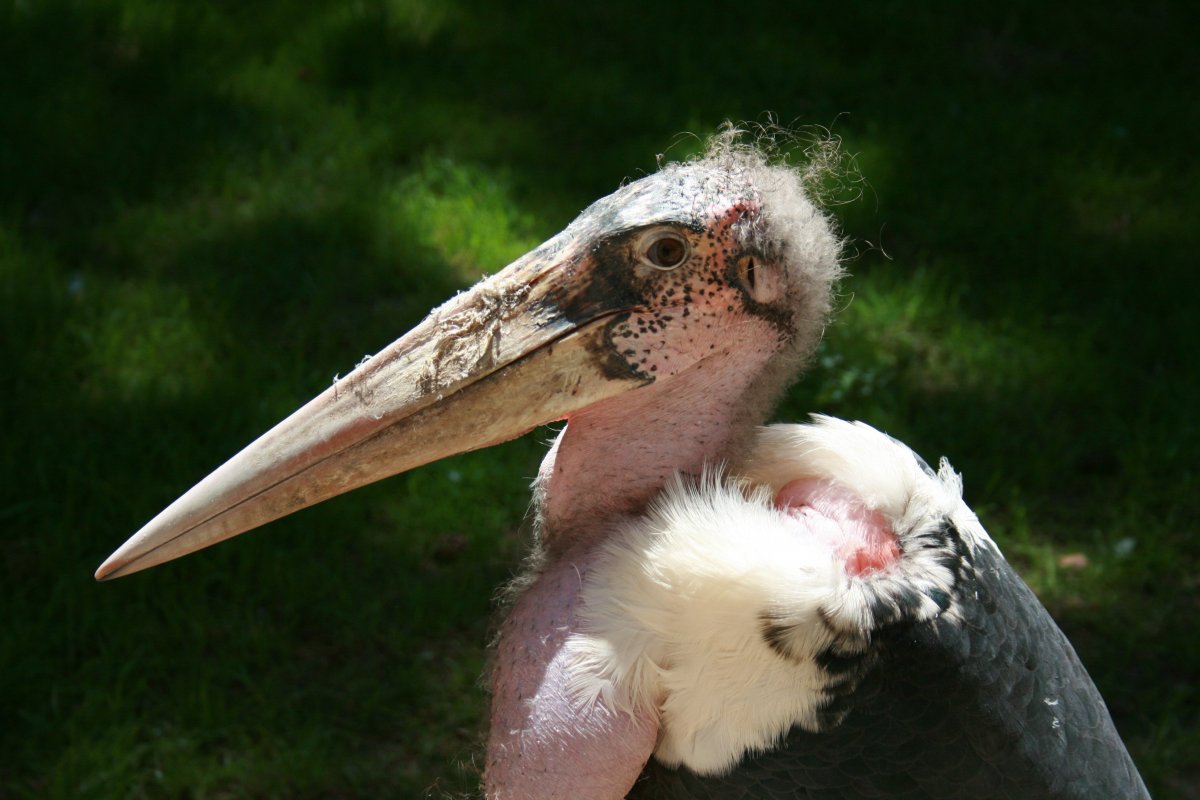 Китоглав птица ОБЕЗГЛАВЛИВАЕТ крокодила