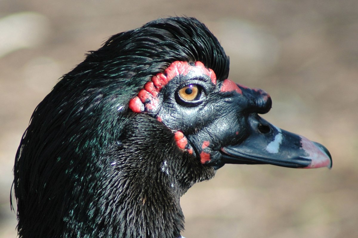 Клюв китоглава