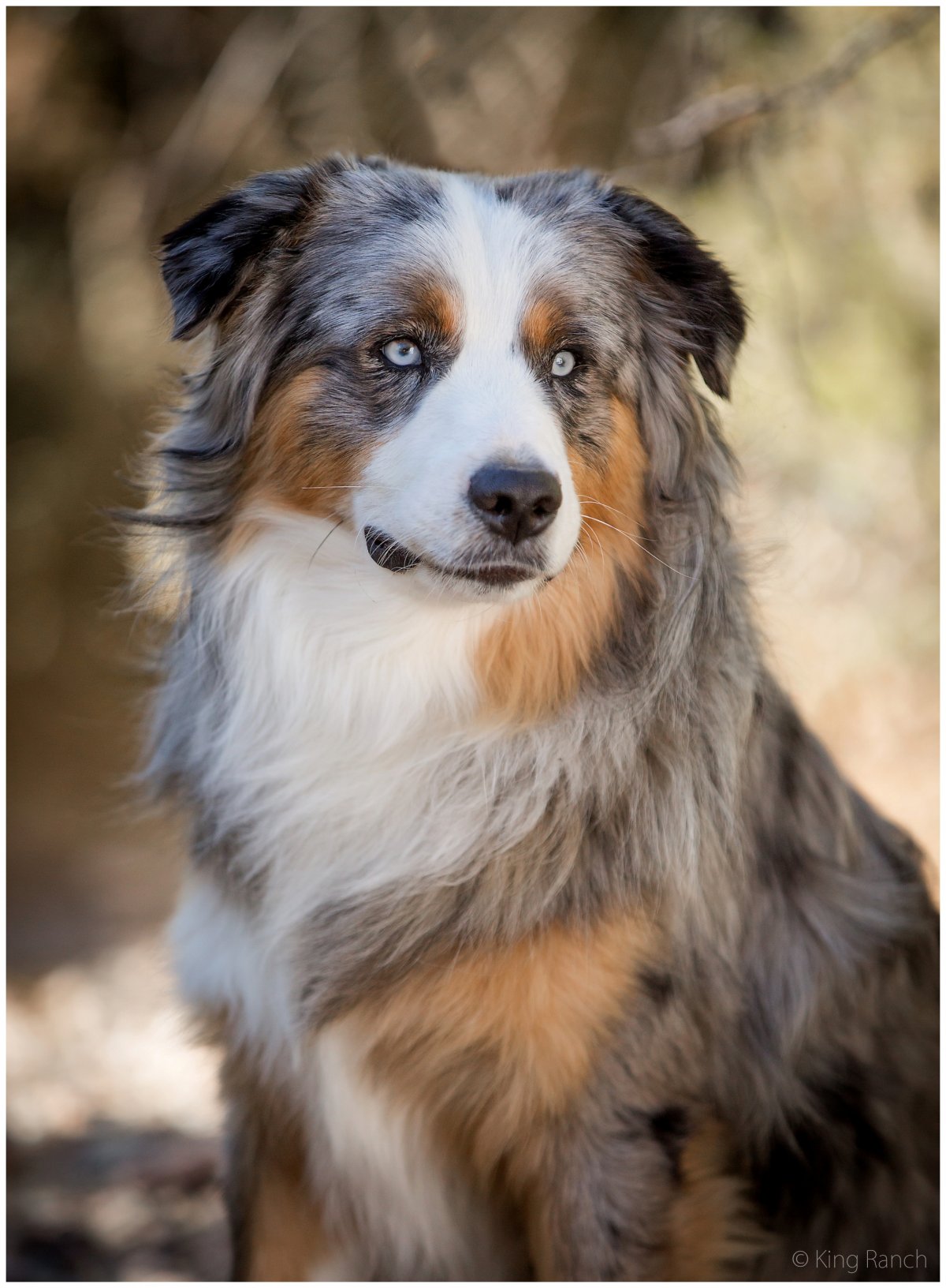Великі собаки