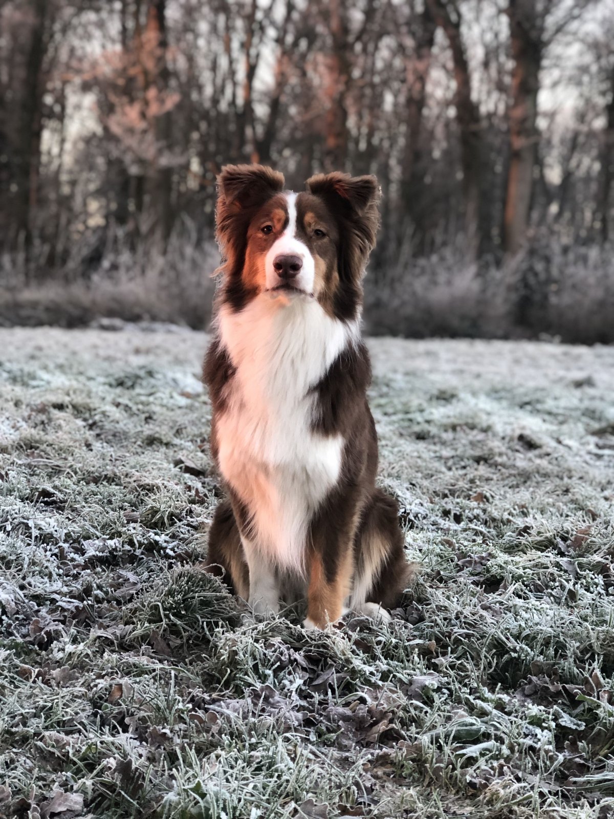 Пикардийская овчарка Бергер Пикард Berger Picard