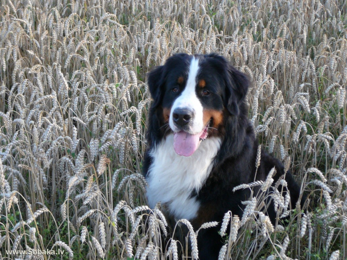 Перуанский волкодав