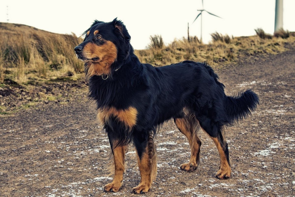 Пастушья овчарка