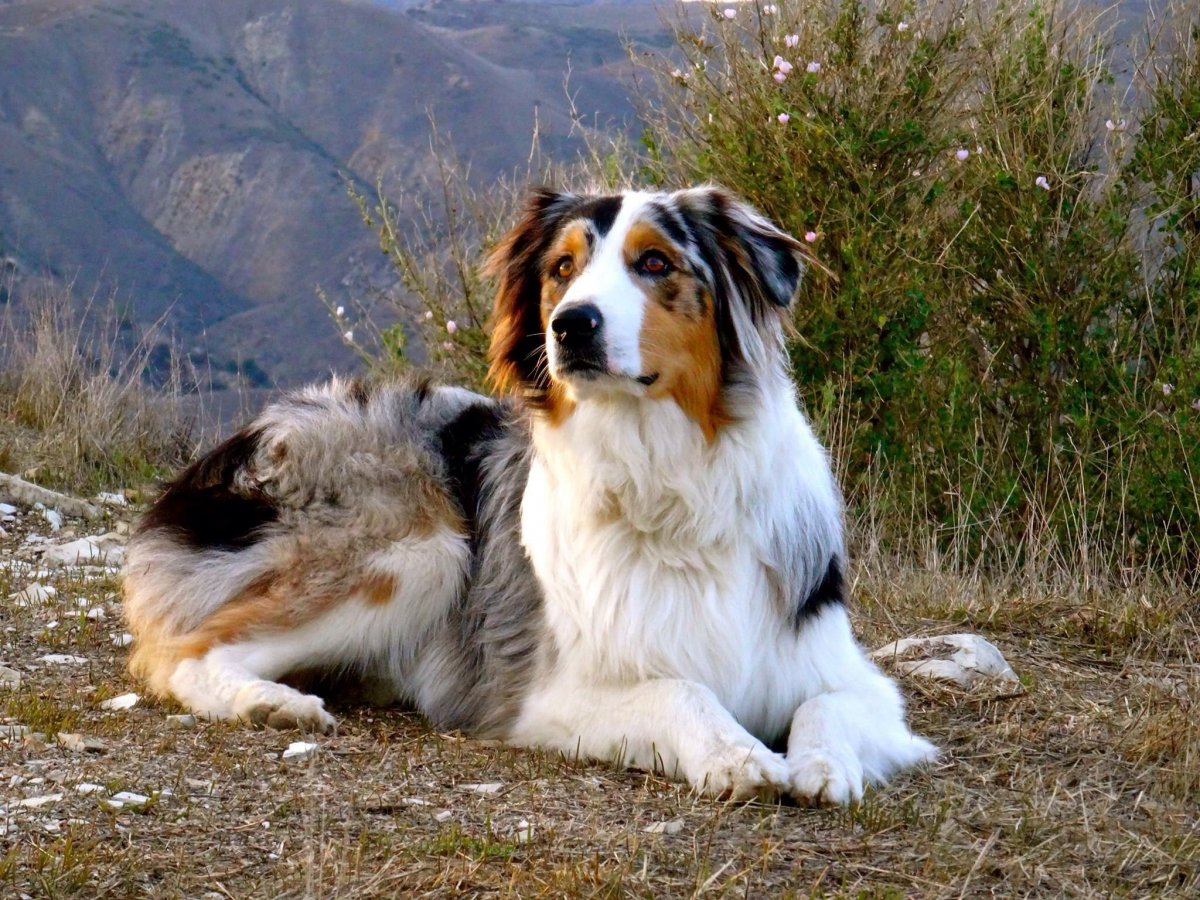 Аусси австралийская овчарка