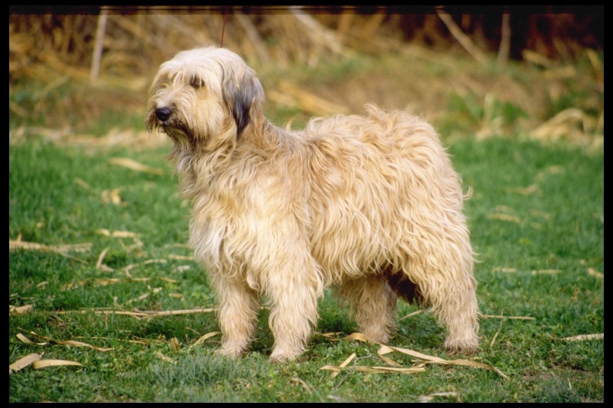 Аусси австралийская овчарка