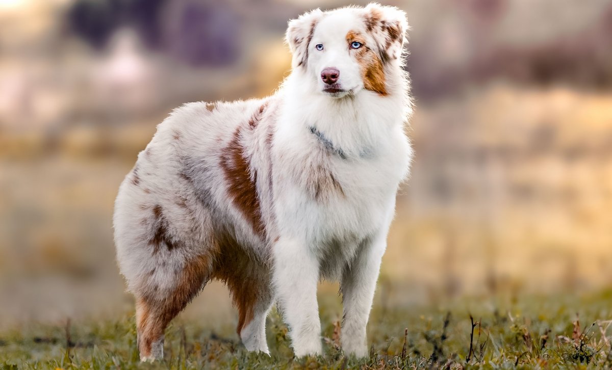 Австралийская овчарка Блю Мерль