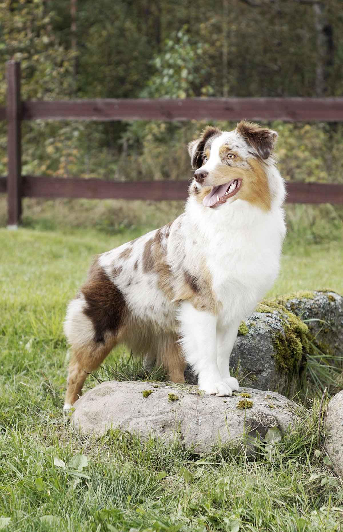 Каталонская пастушья овчарка