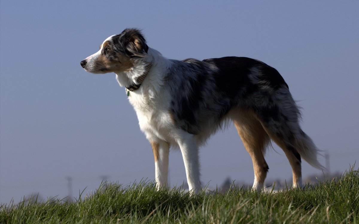 Командор волкодав собака