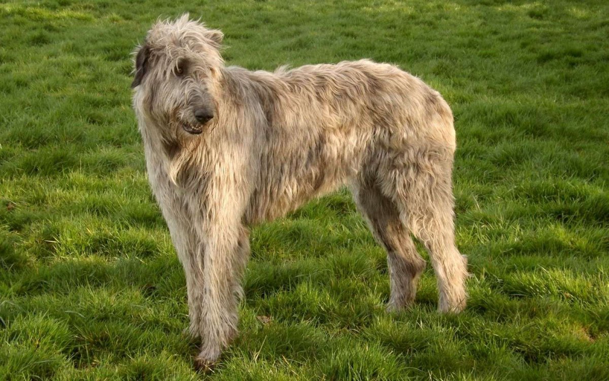 Суси австралийская овчарка