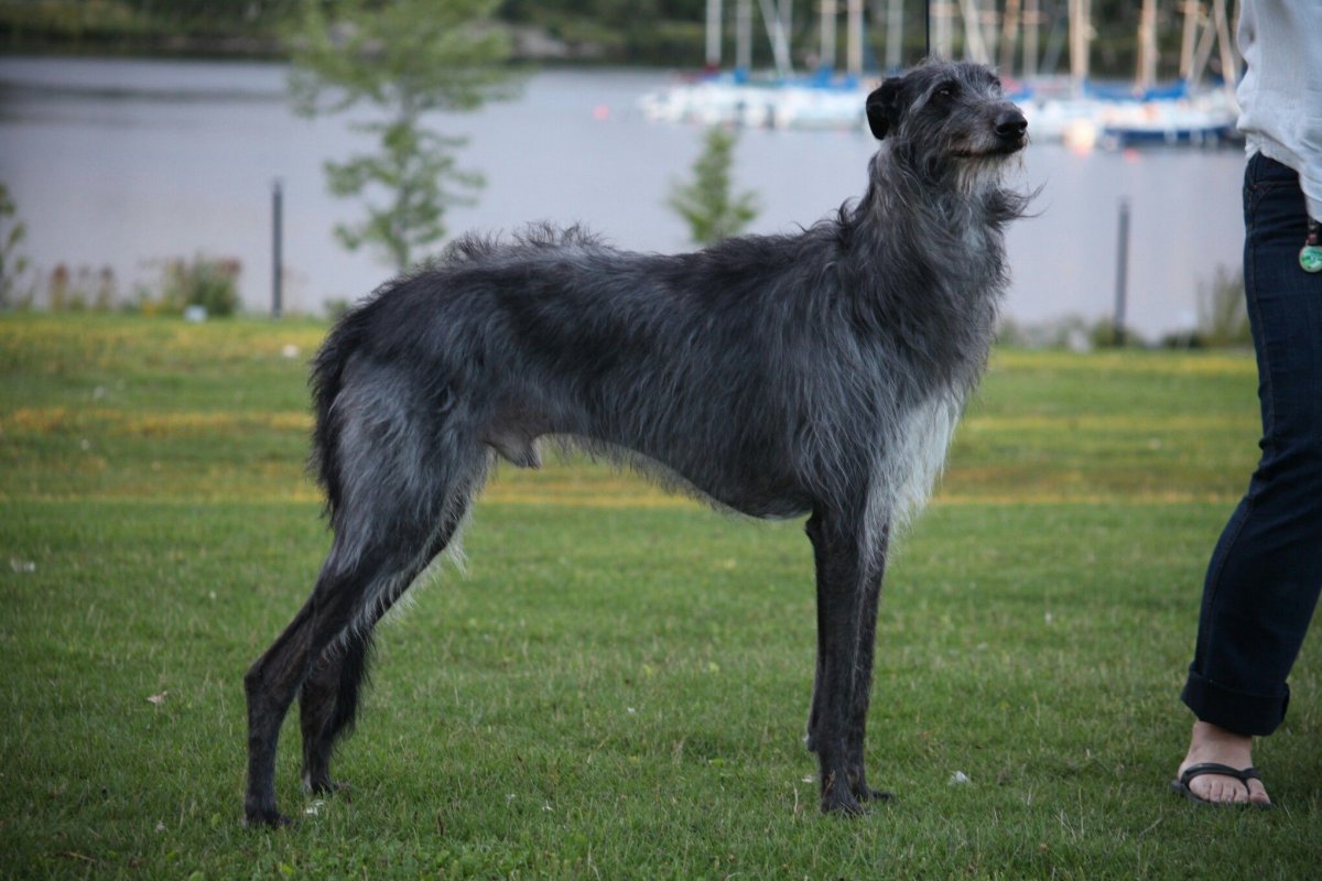 Бордер колли пастушья