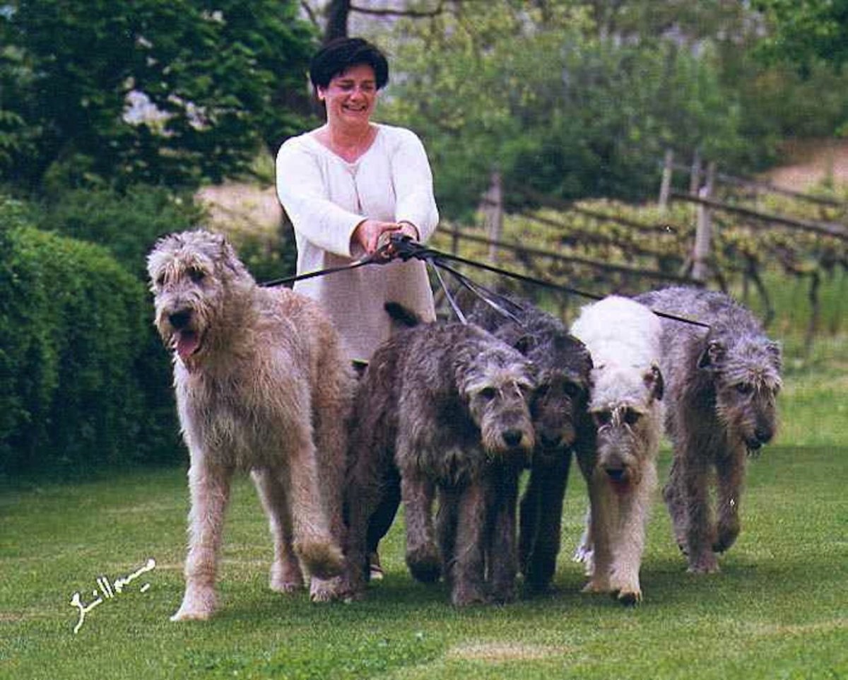 Аусси австралийская овчарка