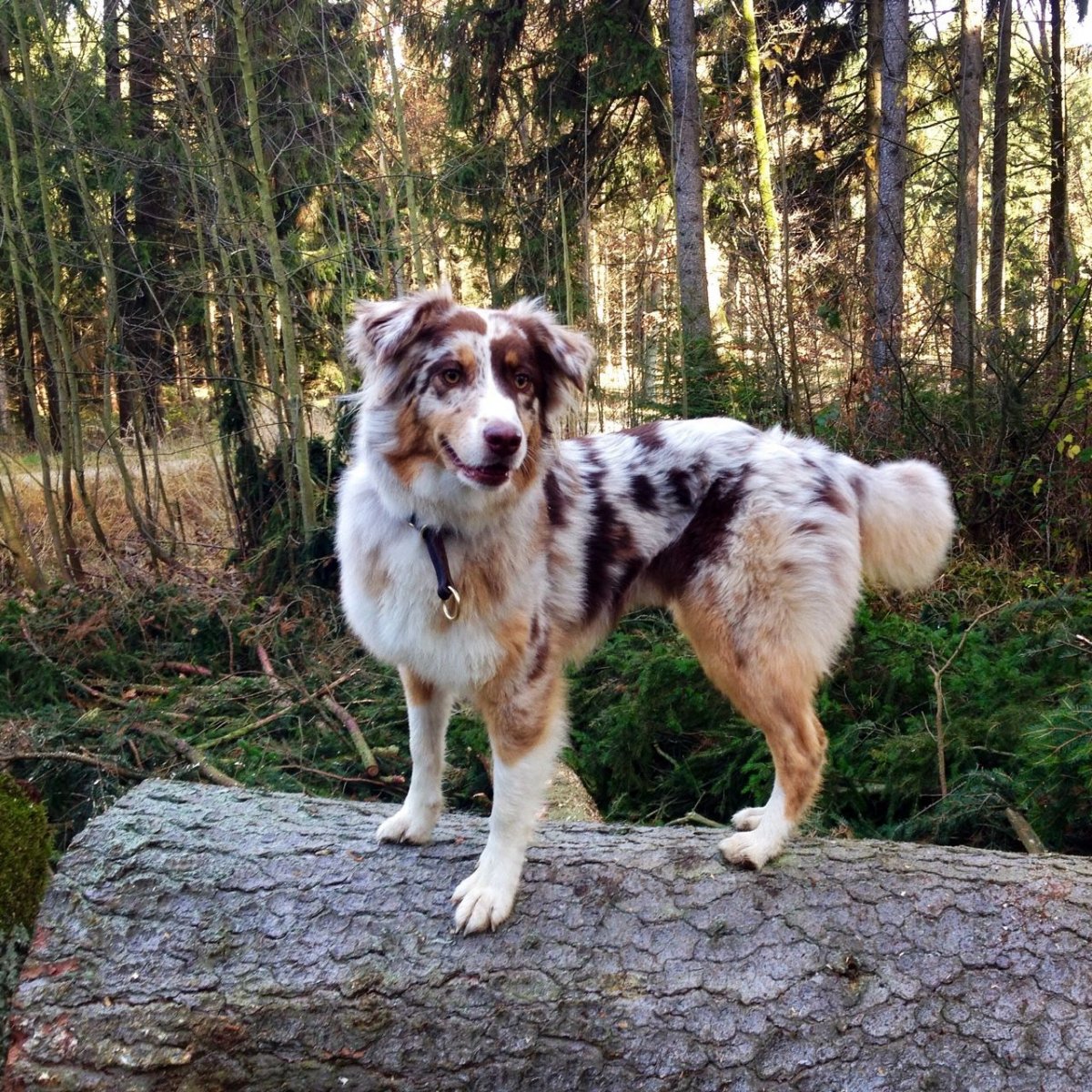 Бернская пастушья