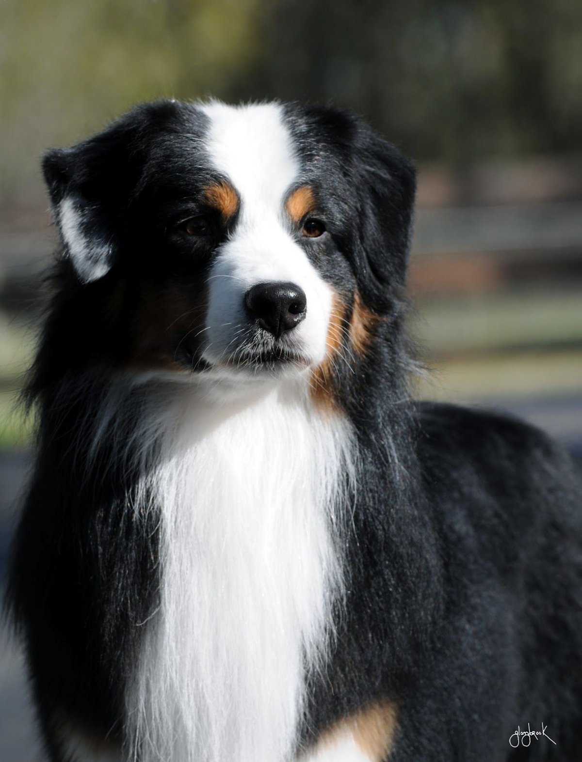 Бернский зенненхунд и австралийская овчарка