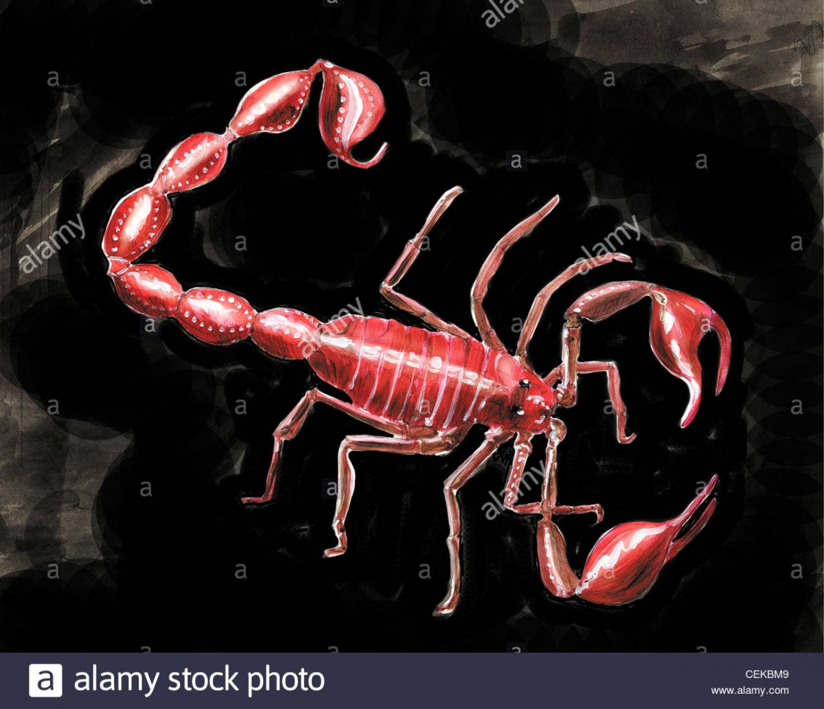 Скорпион картина