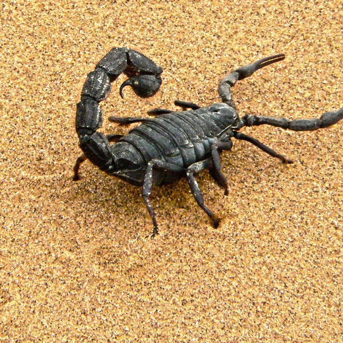 Mastigoproctus giganteus