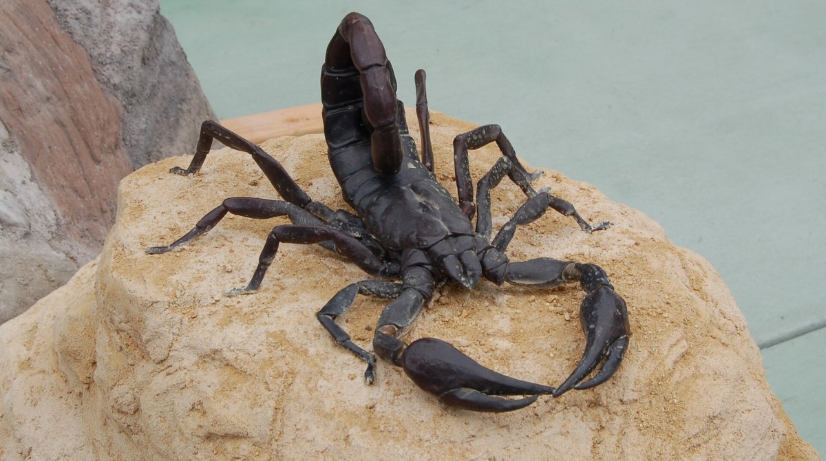 Скорпион DND