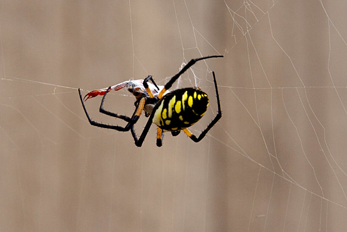 Гибрид паука и скорпиона