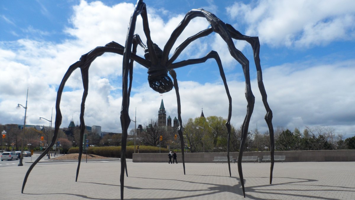 Арагог паук Австралия