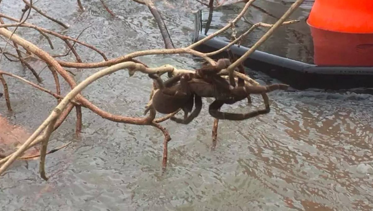 Цербал Аравийский паук