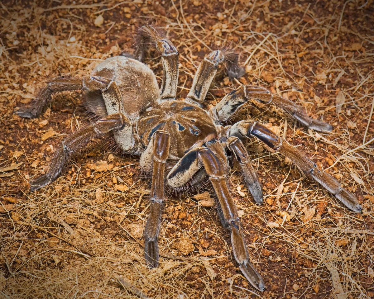 Супер гигантские пауки