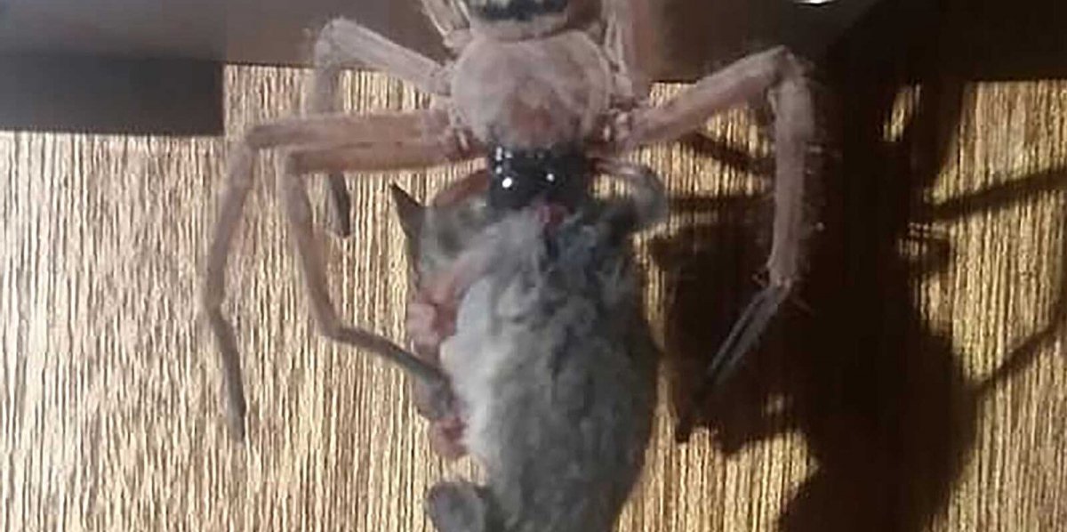 Huntsman Spider паук-охотник