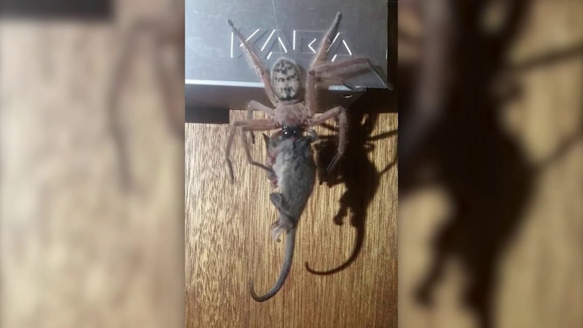 Гигантские пауки охотники Австралия